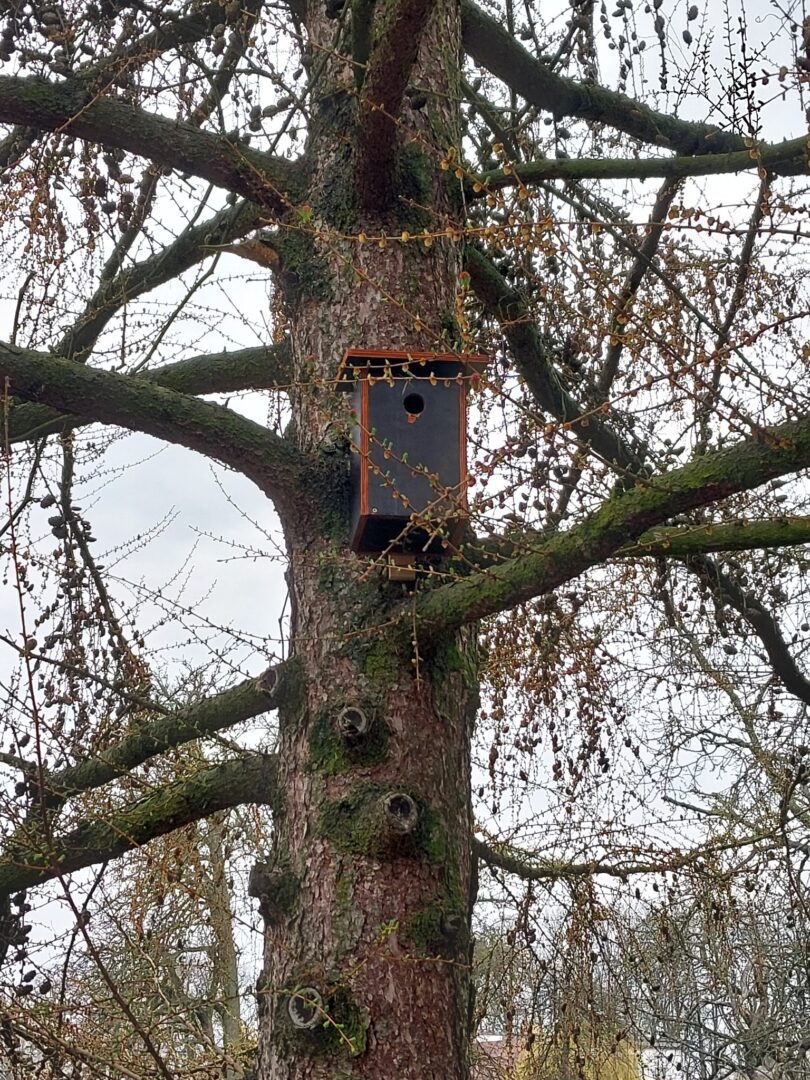 Nasza budka lęgowa.